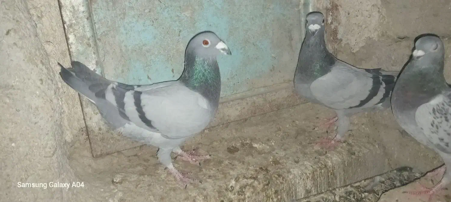 چند جفت کبوتر بفروش میرسد|پرنده|سراوان, |دیوار