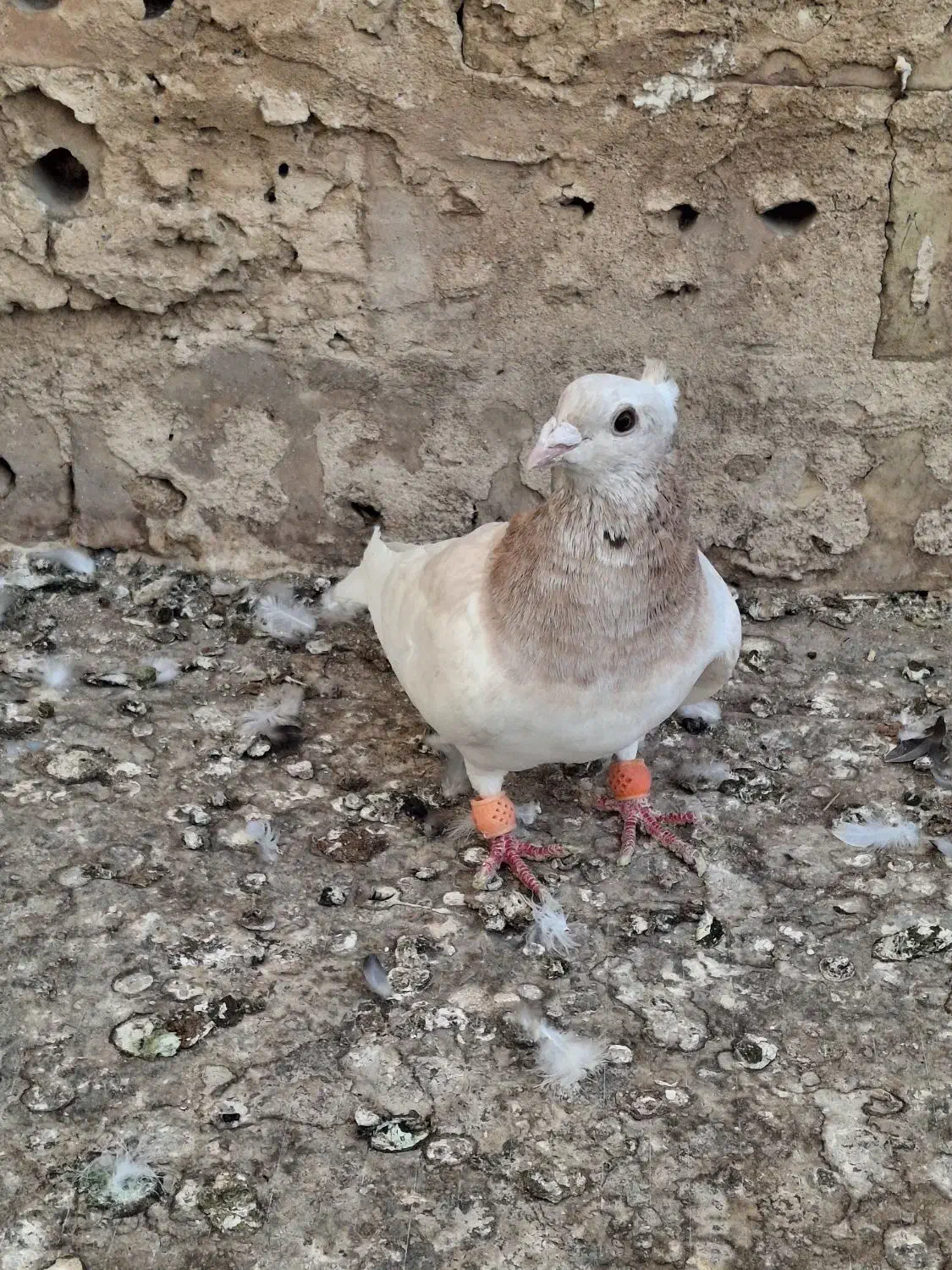 کبوتر|پرنده|نیشابور, شریعتی|دیوار