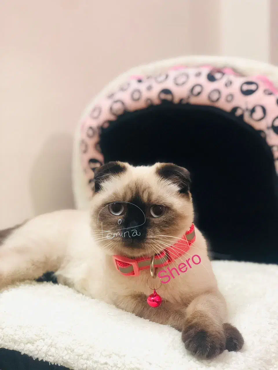 گربه سیامی اسکاتیش|گربه|ساری, |دیوار