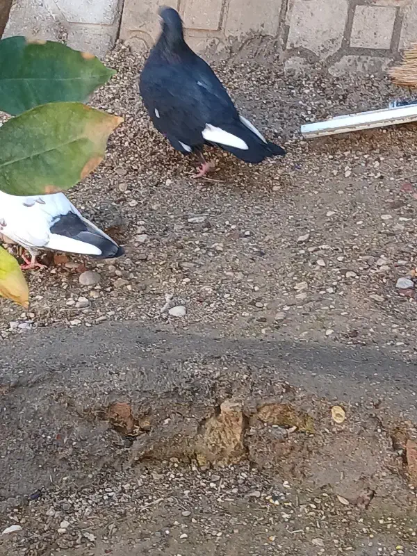 کبوتر ز|پرنده|فسا, |دیوار