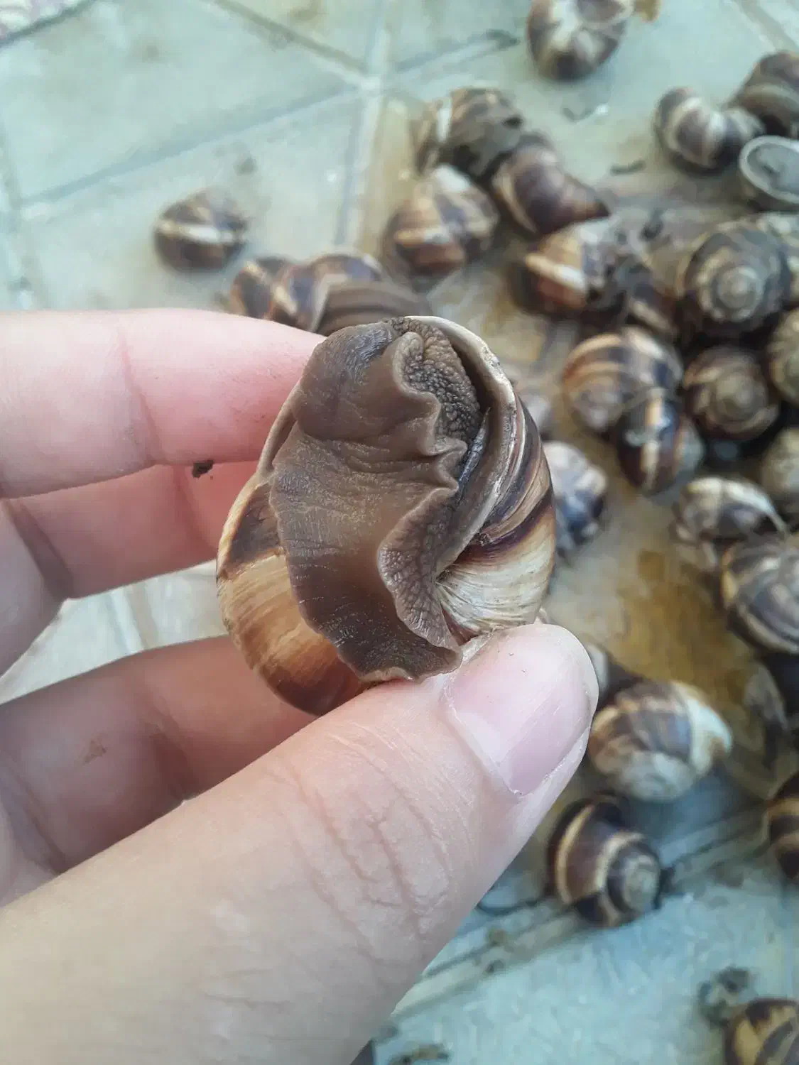 حلزون اسکارگو|خزنده|مراغه, |دیوار