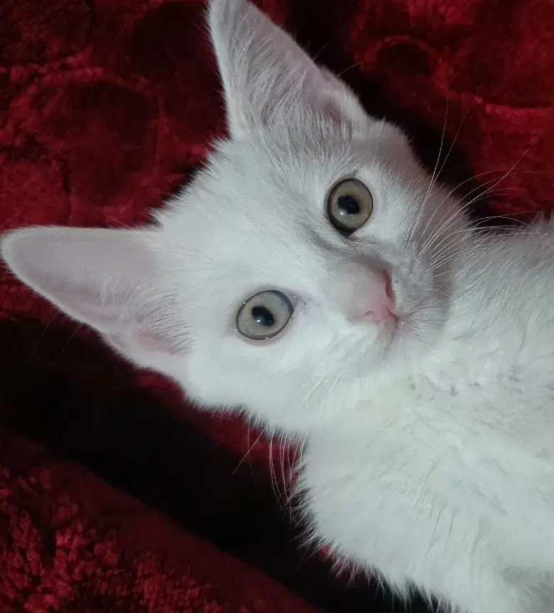 گربه ترکیش - پرشین|گربه|قرچک, مهدیه|دیوار