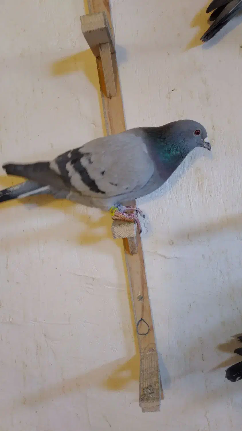 کبوتر المانی|پرنده|شیروان (خراسان), |دیوار