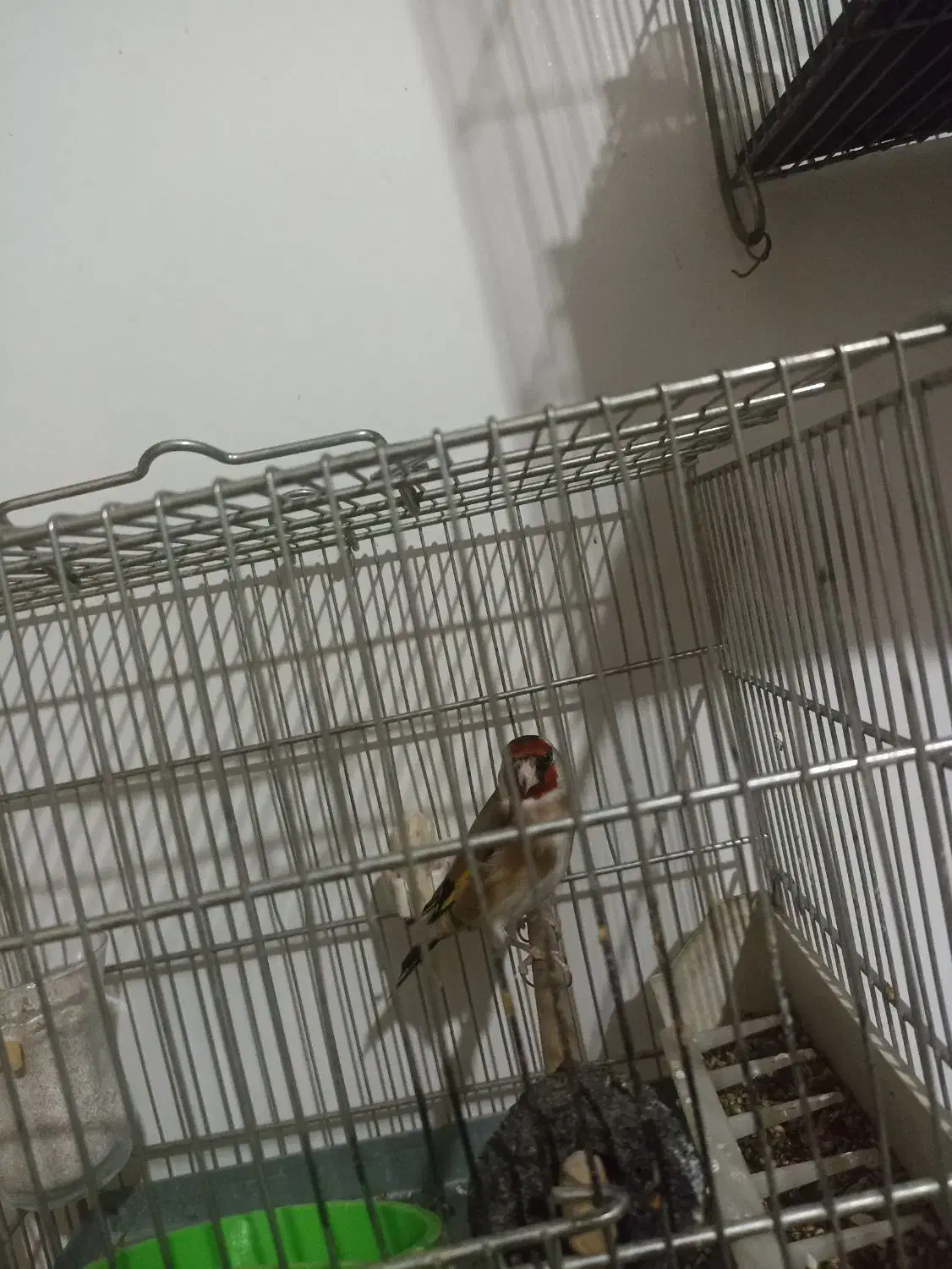 پرنده سهره|پرنده|تهران, خاک سفید|دیوار