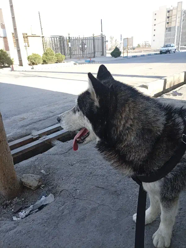 سگ هاسکی|سگ|رباطکریم, الارد|دیوار