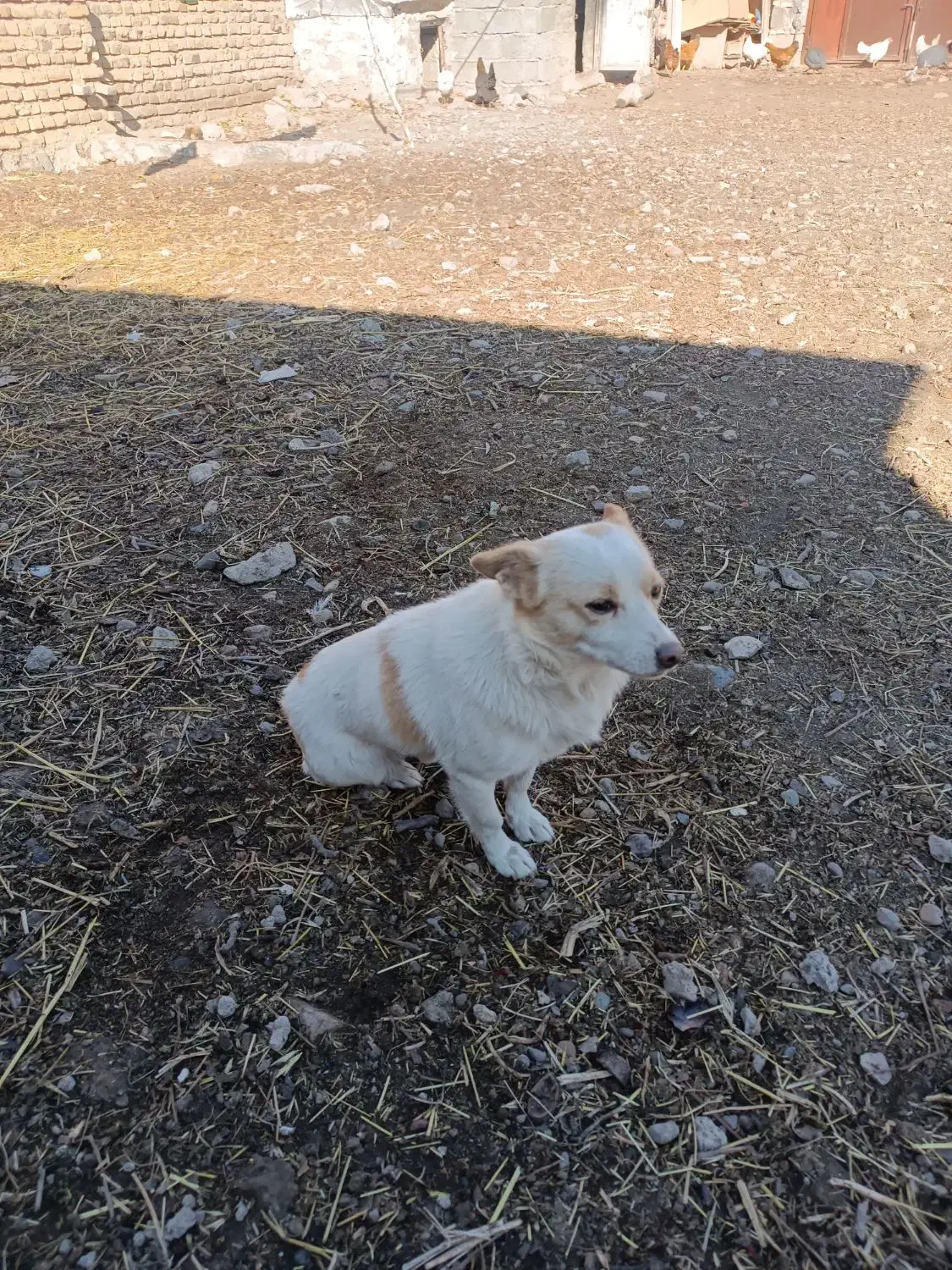 سگ پا کوتاه (تولا)|سگ|مهربان, |دیوار