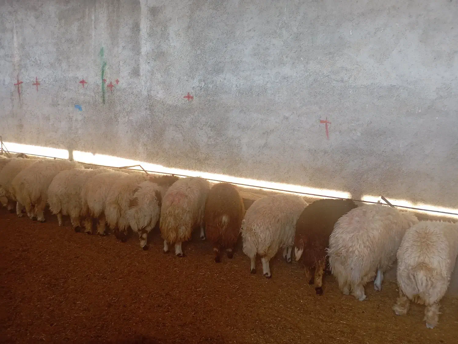 بره سفید صادراتی|حیوانات مزرعه|کوهدشت, |دیوار