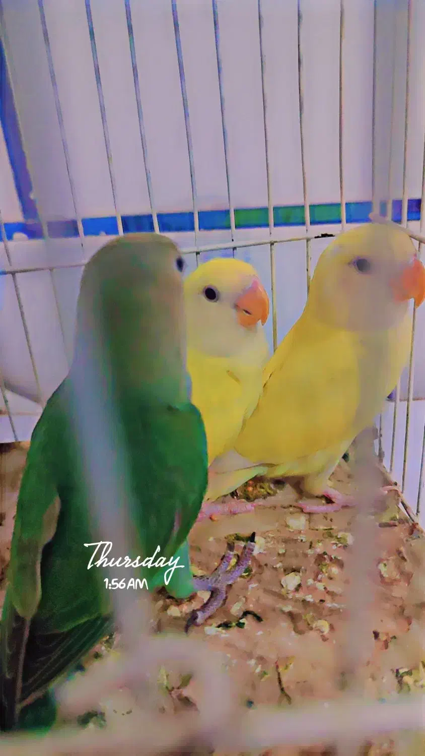 طوطی برزیلی|پرنده|دزفول, |دیوار