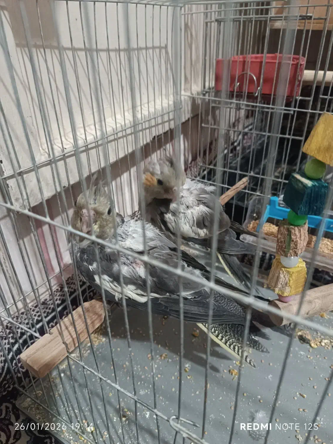 جوجه عروس هلندی|پرنده|پاکدشت, پاکدشت (مامازند)|دیوار