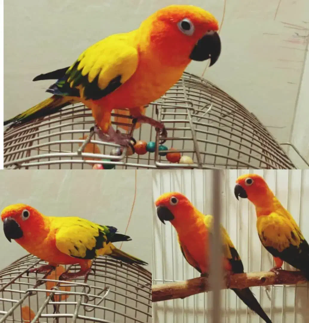 خورشیدی سانکانور|پرنده|قزوین, |دیوار