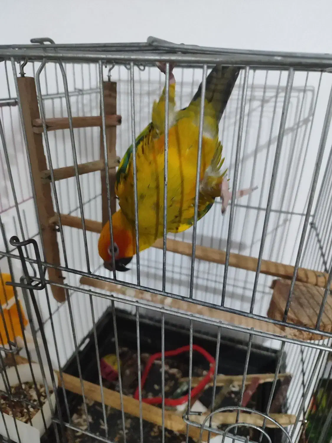 طوطی خورشیدی|پرنده|پیشوا, |دیوار