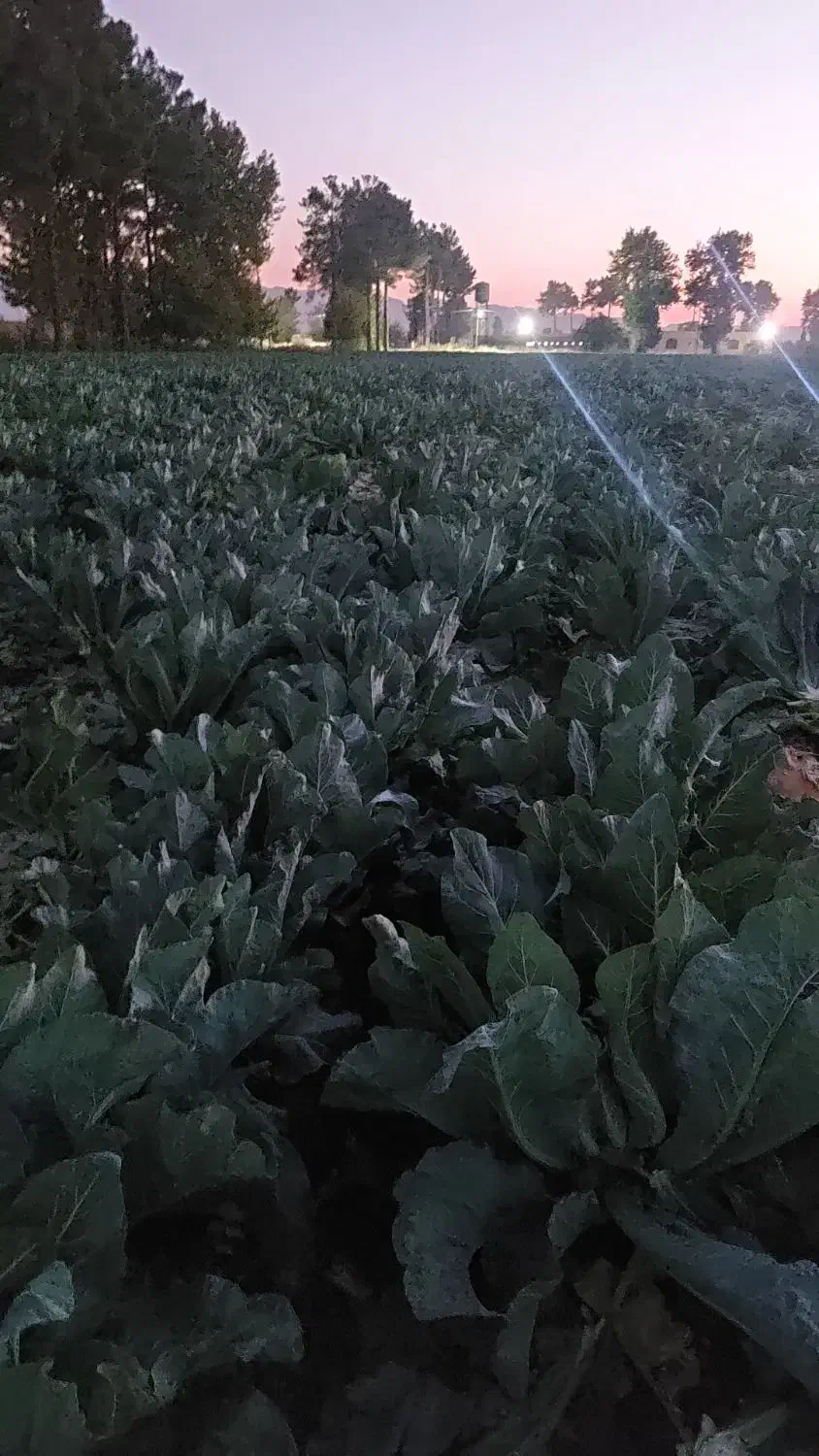 گل کلم|گل و گیاه طبیعی|فیروزآباد (فارس), |دیوار