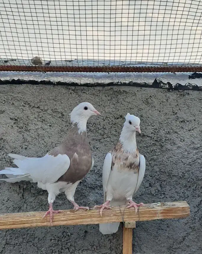 طوقی کرمانشاهی|پرنده|گراش, |دیوار