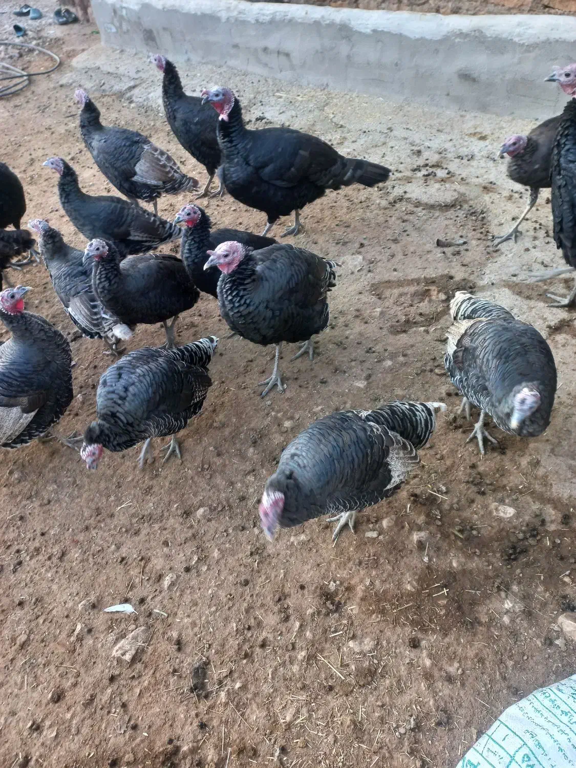 بقلمو|حیوانات مزرعه|بازرگان, |دیوار