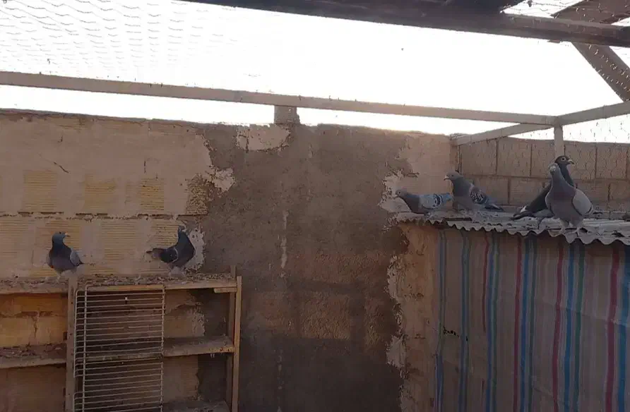 کبوتر پلاکی اصل مسافتی|پرنده|خرمدره, |دیوار