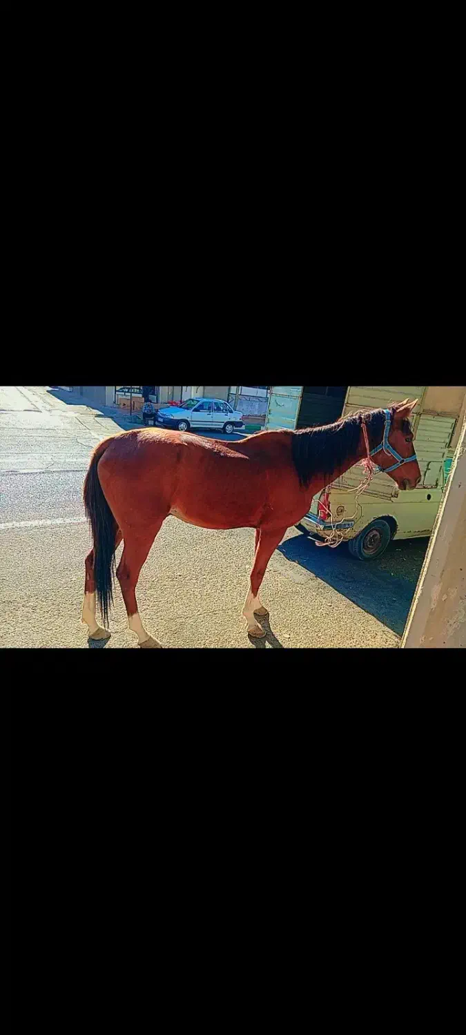 اسب نریان|اسب و تجهیزات اسبسواری|رامند, |دیوار