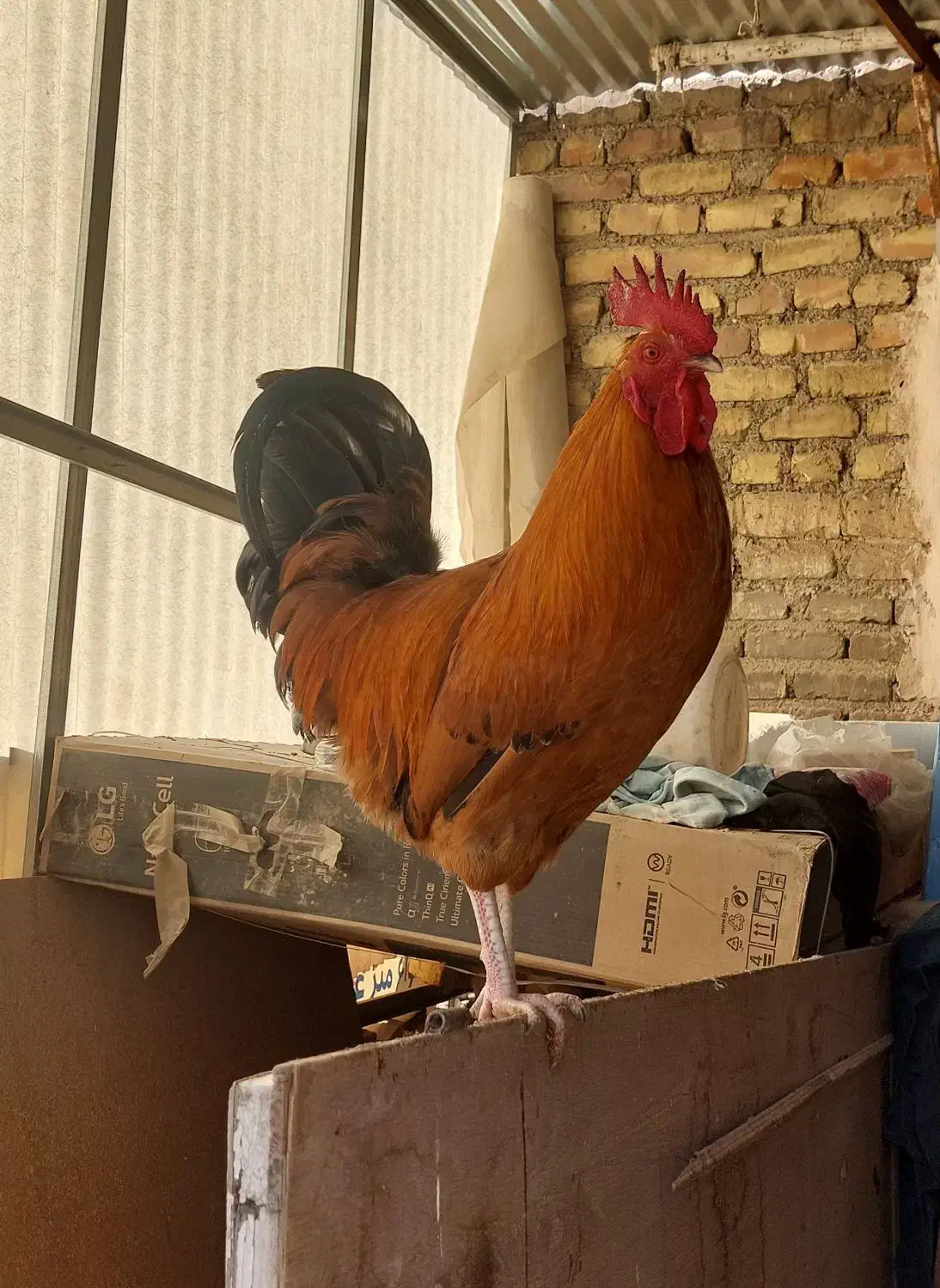 خروس|حیوانات مزرعه|اصفهان, شاهد|دیوار