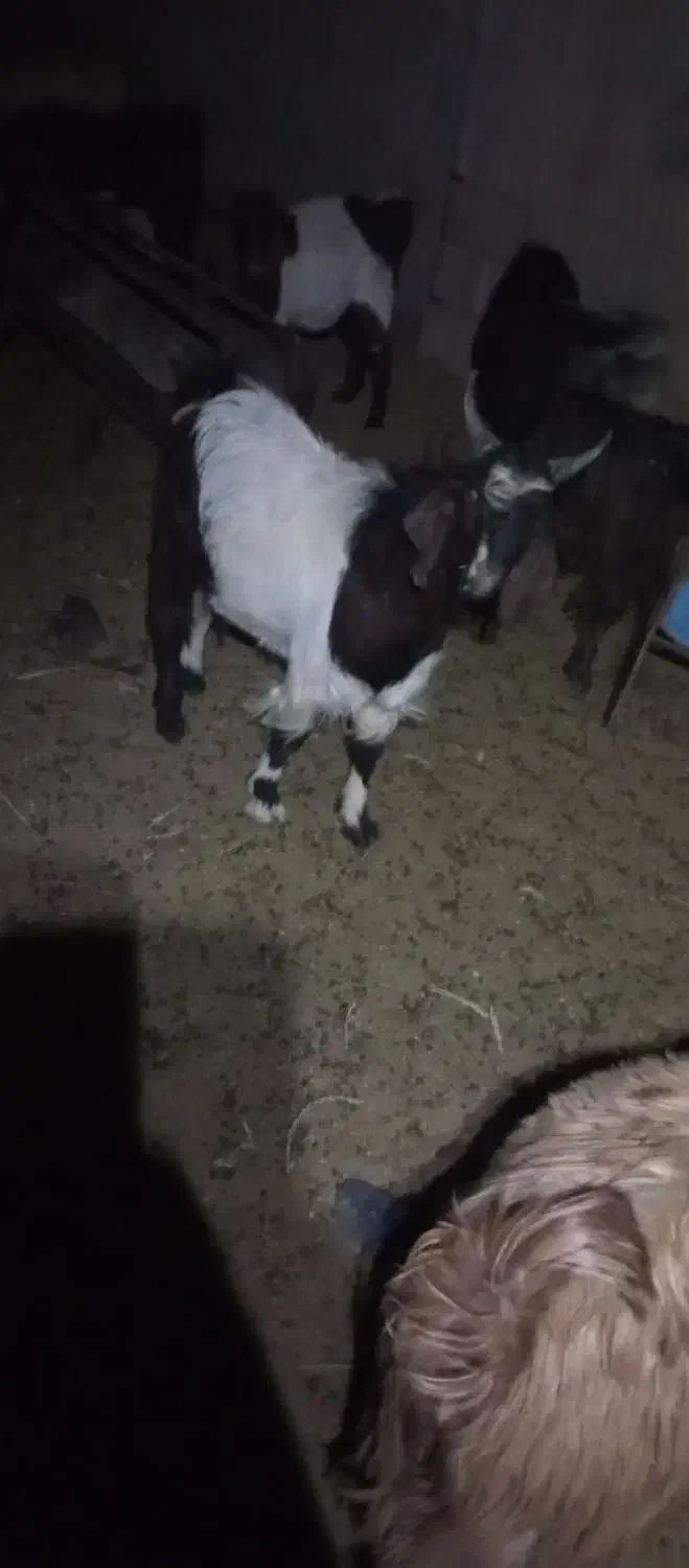 بره و بزغاله چاق کم شکم|حیوانات مزرعه|قائن, |دیوار