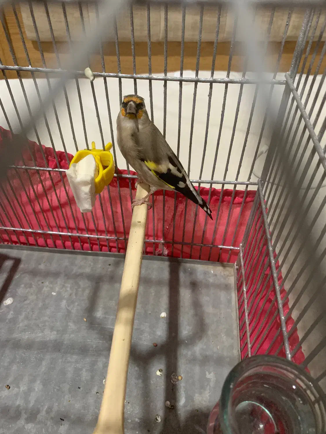 سهره ماده|پرنده|هشتگرد, شهرک بعثت|دیوار