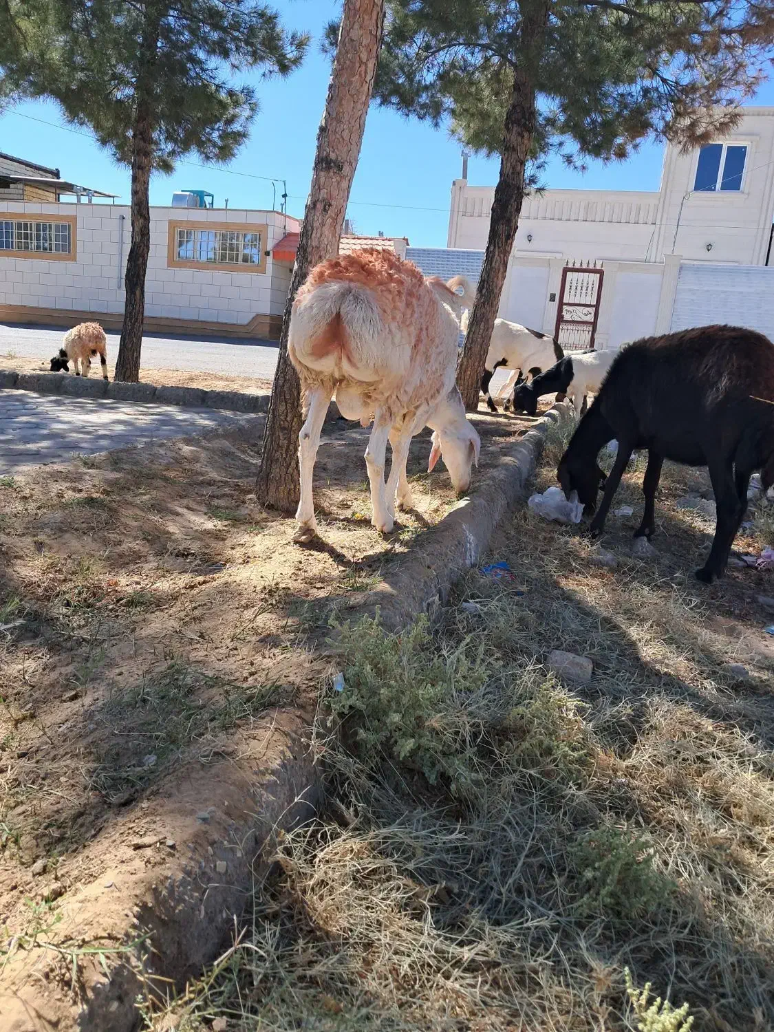 گوسفند|حیوانات مزرعه|بیرجند, |دیوار