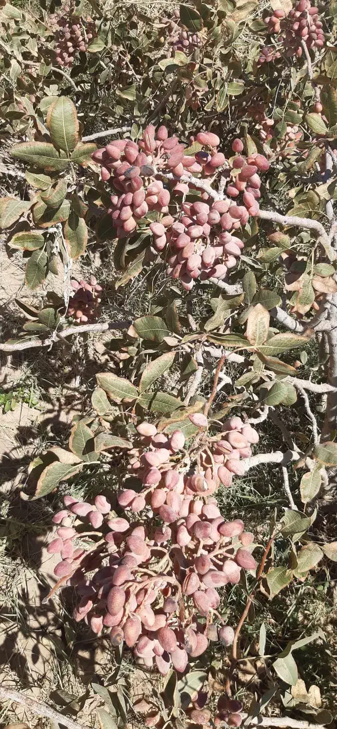 زمین پسته|فروش زمین و ملک کلنگی|کشکوئیه, |دیوار