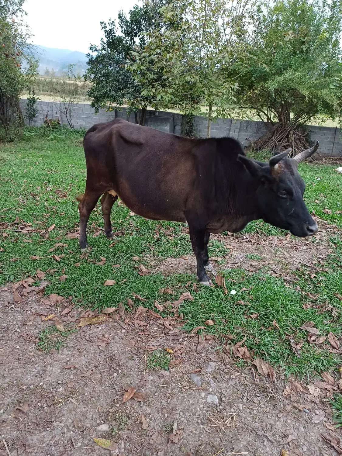 فروش گاو با گوساله ماده|حیوانات مزرعه|سنگر, |دیوار