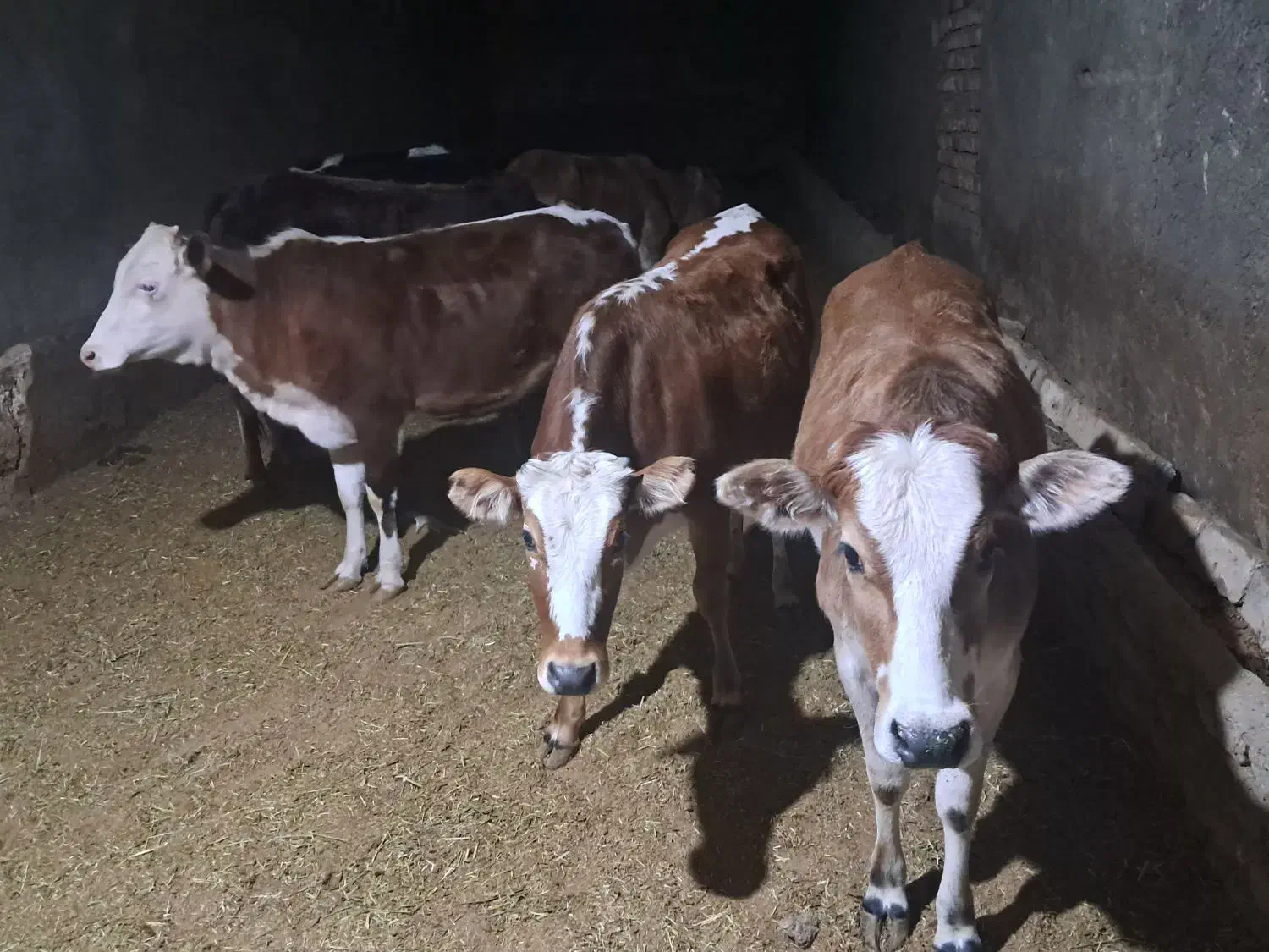 گوساله چاق سرکدار بهترین گوشت|حیوانات مزرعه|خرمآباد, |دیوار