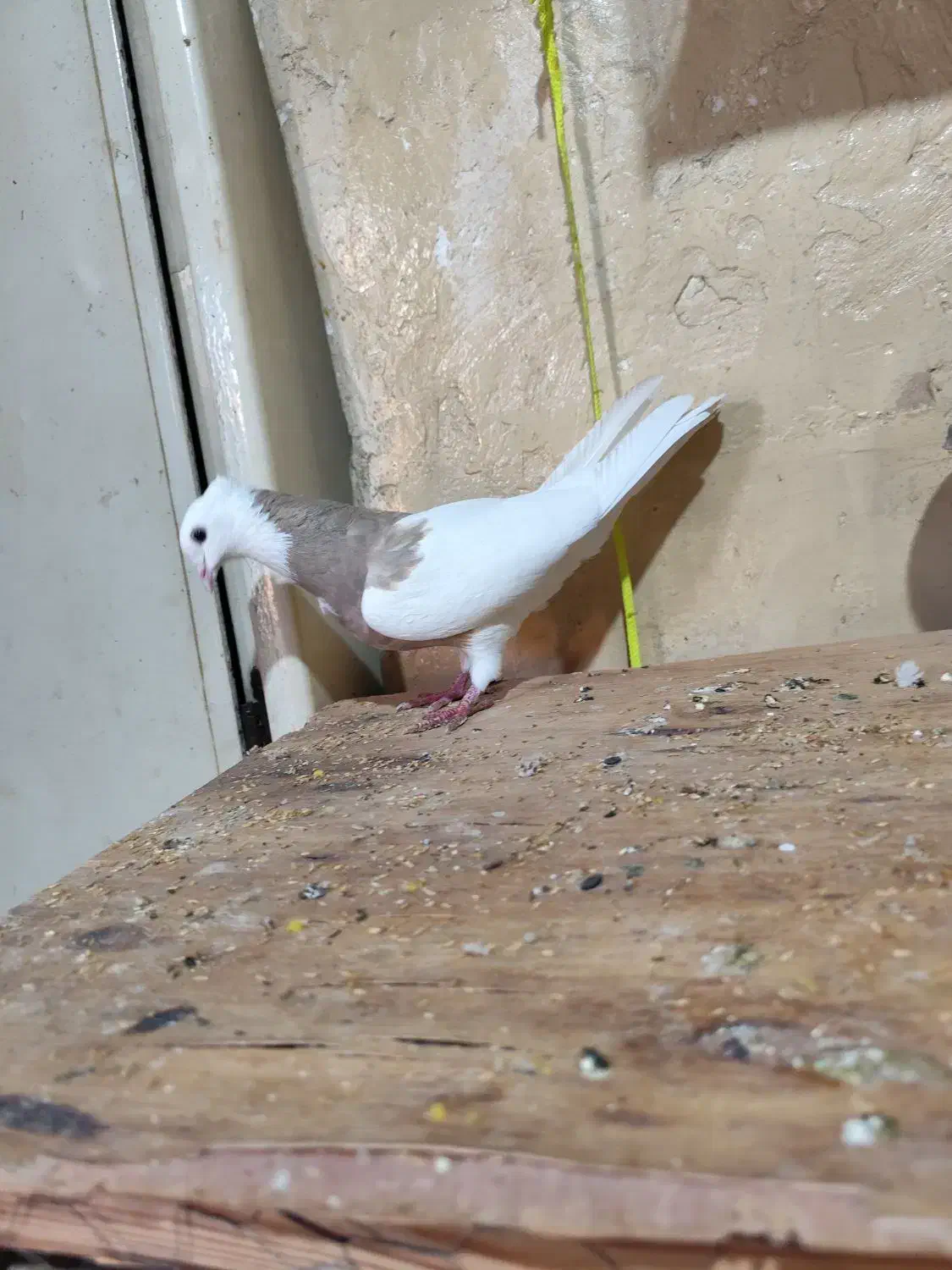 طوقی|پرنده|بندر ماهشهر, |دیوار