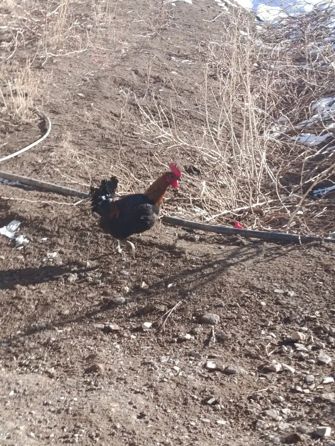 خروس|حیوانات مزرعه|جوکار, |دیوار