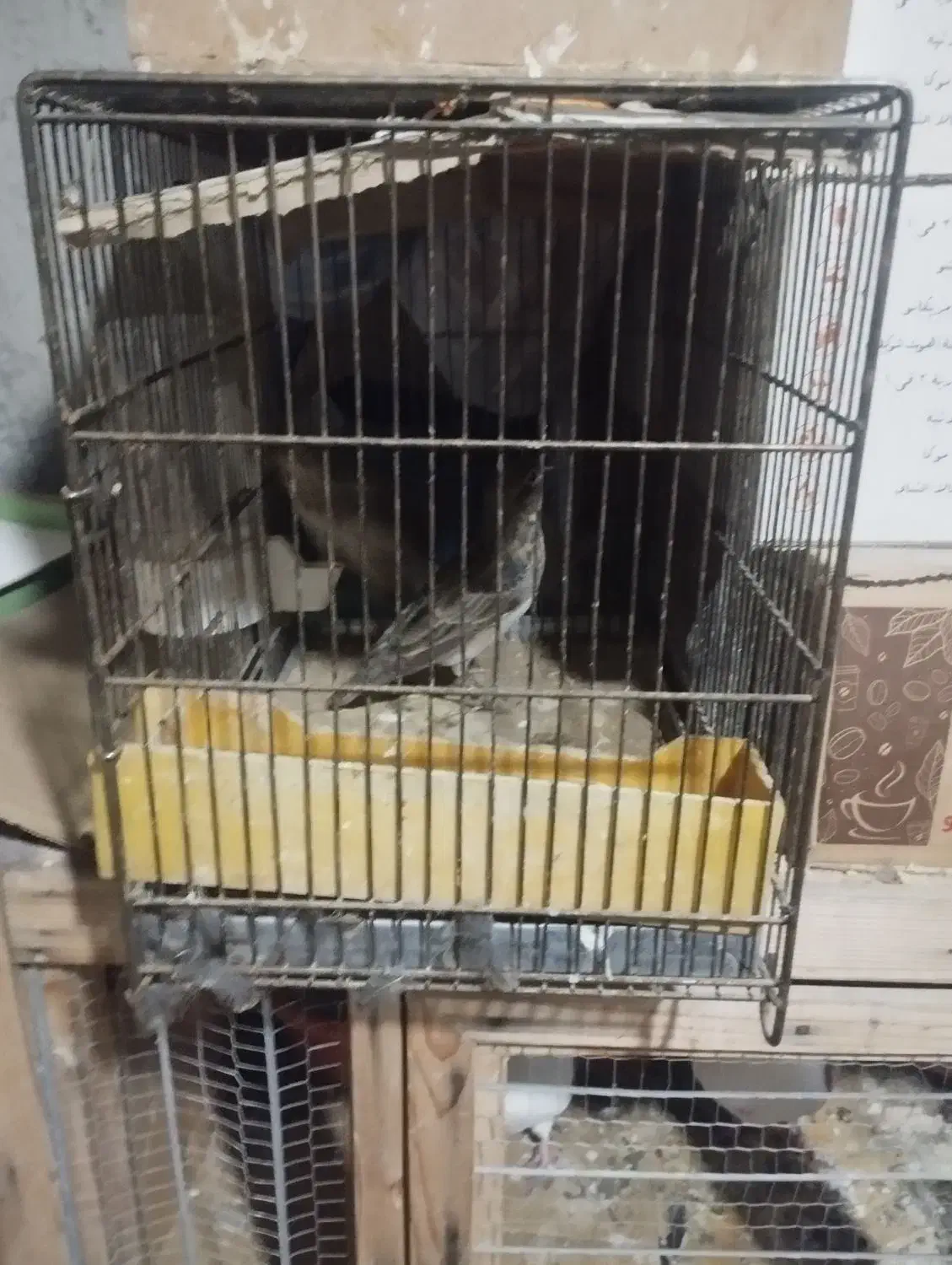 سه تا سهره|پرنده|مشگین شهر, |دیوار