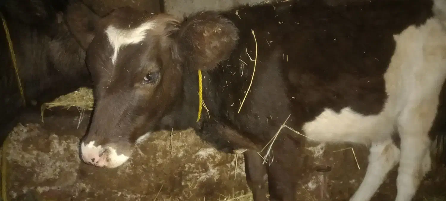 سه راس گوساله ی ۱۵۰ کیلویی چاق|حیوانات مزرعه|تیکمه داش, |دیوار