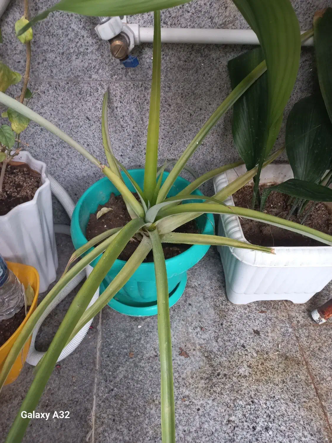 آناناس  دو ساله|گل و گیاه طبیعی|اندیشه, اندیشه فاز ۴|دیوار