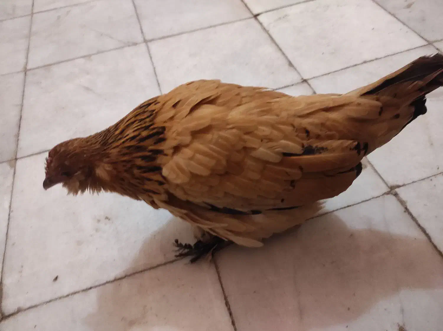 مرغ و خروس مینیاتوری|حیوانات مزرعه|مراغه, |دیوار