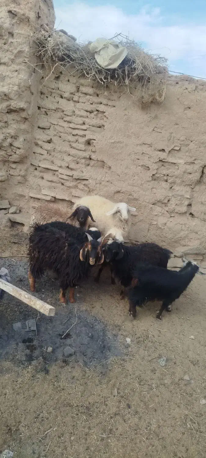 بره و بزغاله نر سبک وزن|حیوانات مزرعه|بیرجند, |دیوار