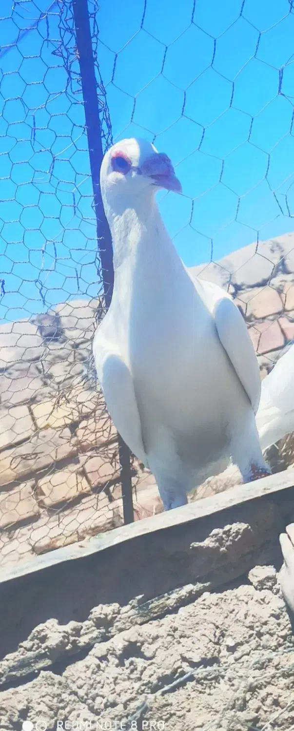 سفید سیستان نر و سر سفید|پرنده|کرمان, |دیوار