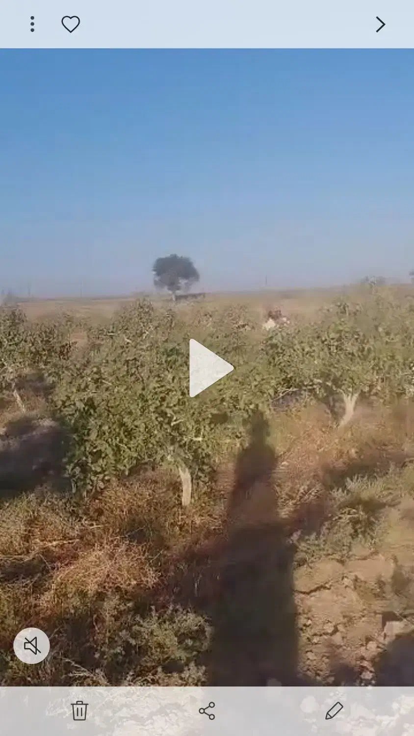 خانه باغ کویری و باغ پسته|فروش دفتر صنعتی، کشاورزی، تجاری|گرمسار, |دیوار