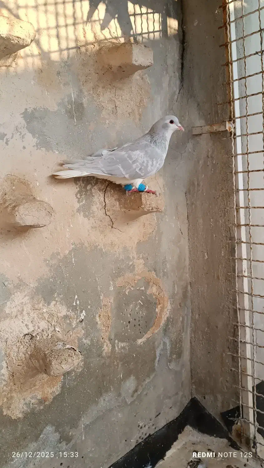 کفتر‌|پرنده|تربت‌حیدریه, پارک پرستار|دیوار