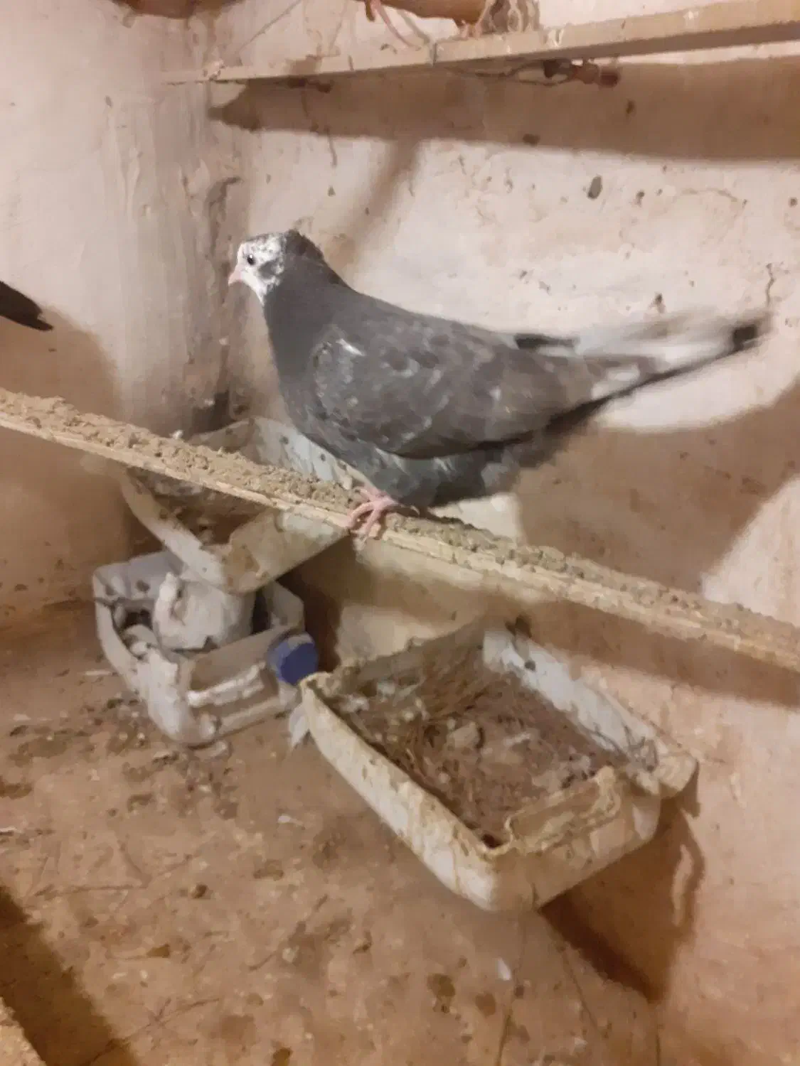 کبوتر|پرنده|ورامین, شهرک مدرس|دیوار