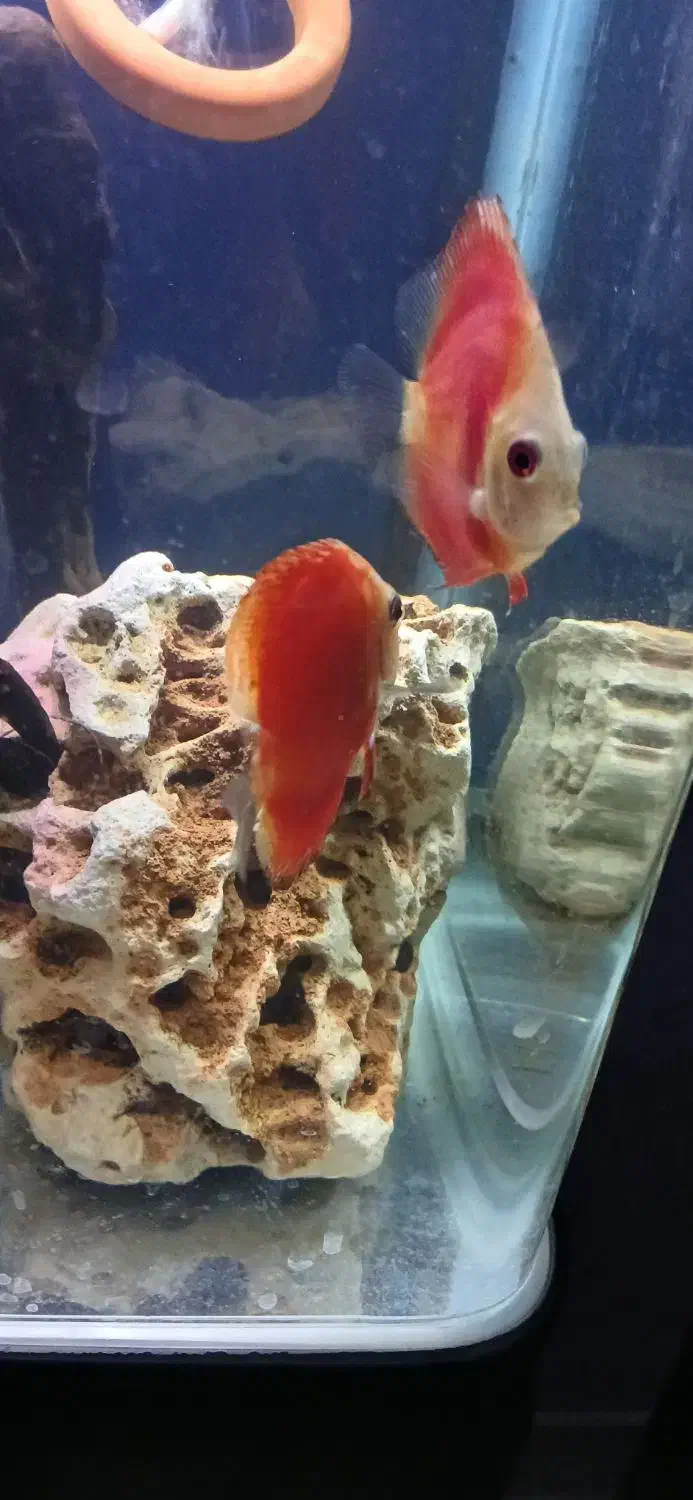 اکواریوم ماهیران کامل باماهی|ماهی|وحیدیه, |دیوار