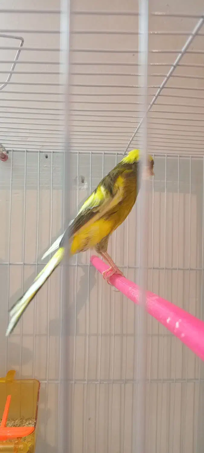 قناری ماده ابلغ کشیده بلند|پرنده|مشهد, ولیعصر (شهرک غرب)|دیوار