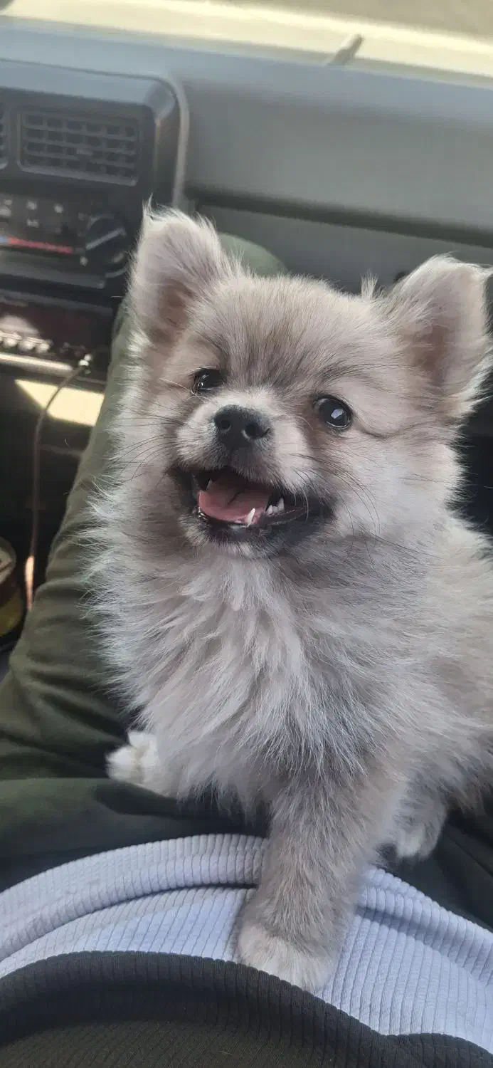 توله ناز|سگ|بندرعباس, |دیوار