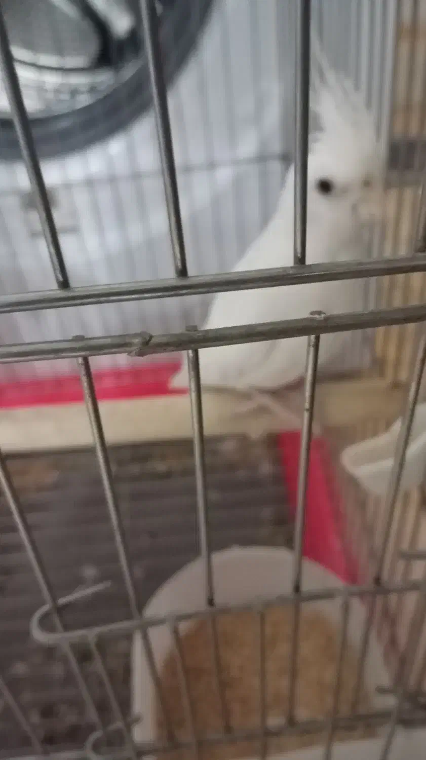 پرنده زیبا و باهوش|پرنده|اردکان, |دیوار