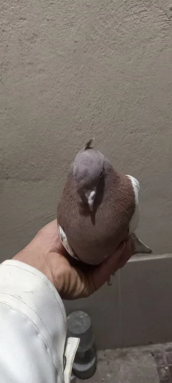 پلاکی و بهبونی و کفتر رایگان|پرنده|شیراز, انجیر|دیوار