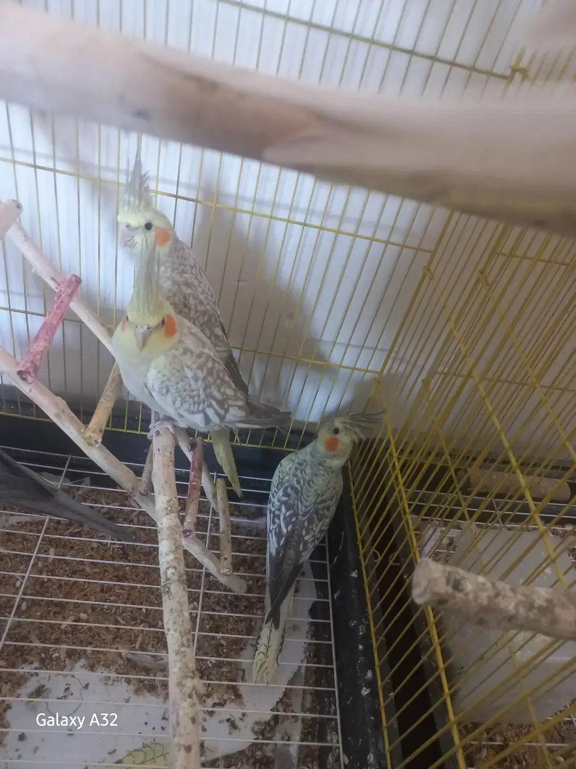 فروش عروس هلندی|پرنده|سردشت, |دیوار