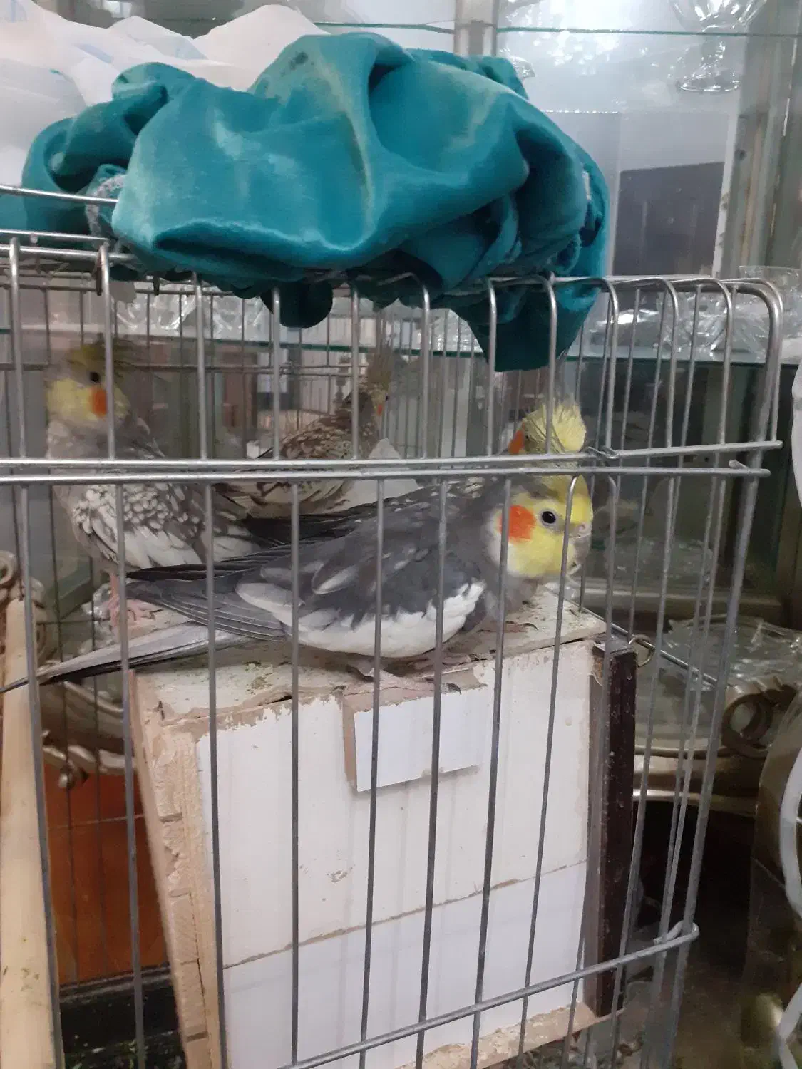 عروس هلندی|پرنده|ماهدشت, |دیوار