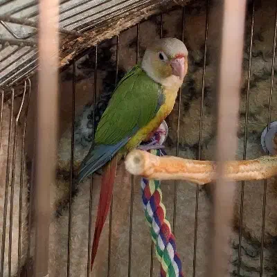 جوجه گرینچیک دوماهه|پرنده|تهران, افسریه شمالی|دیوار