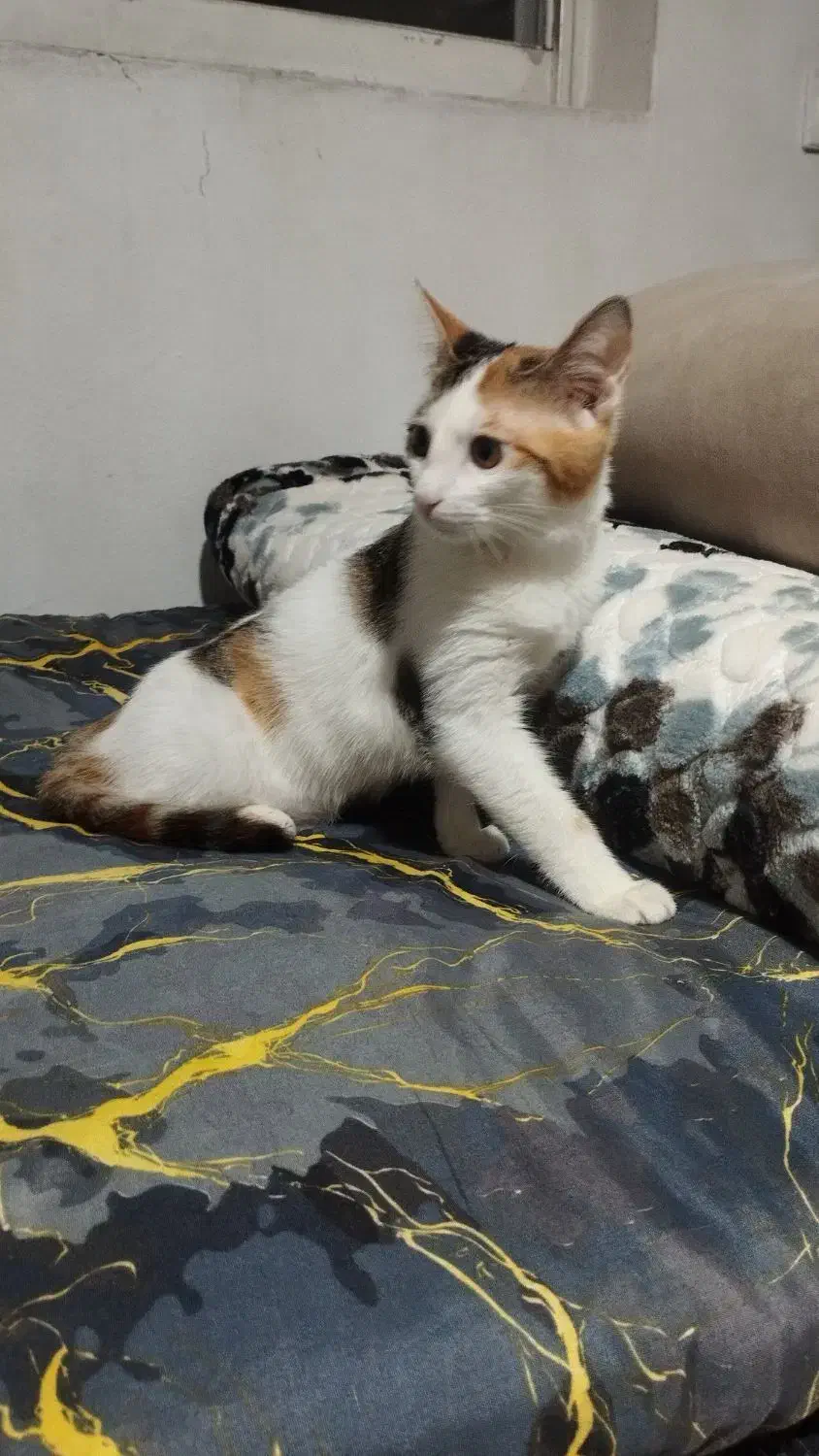 واگذاری بچه گربه|گربه|بندر انزلی, سامانسر|دیوار