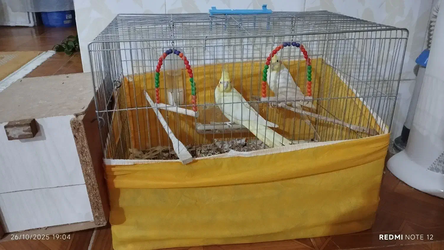 دو عدد عروس هلندی|پرنده|ایوان, |دیوار