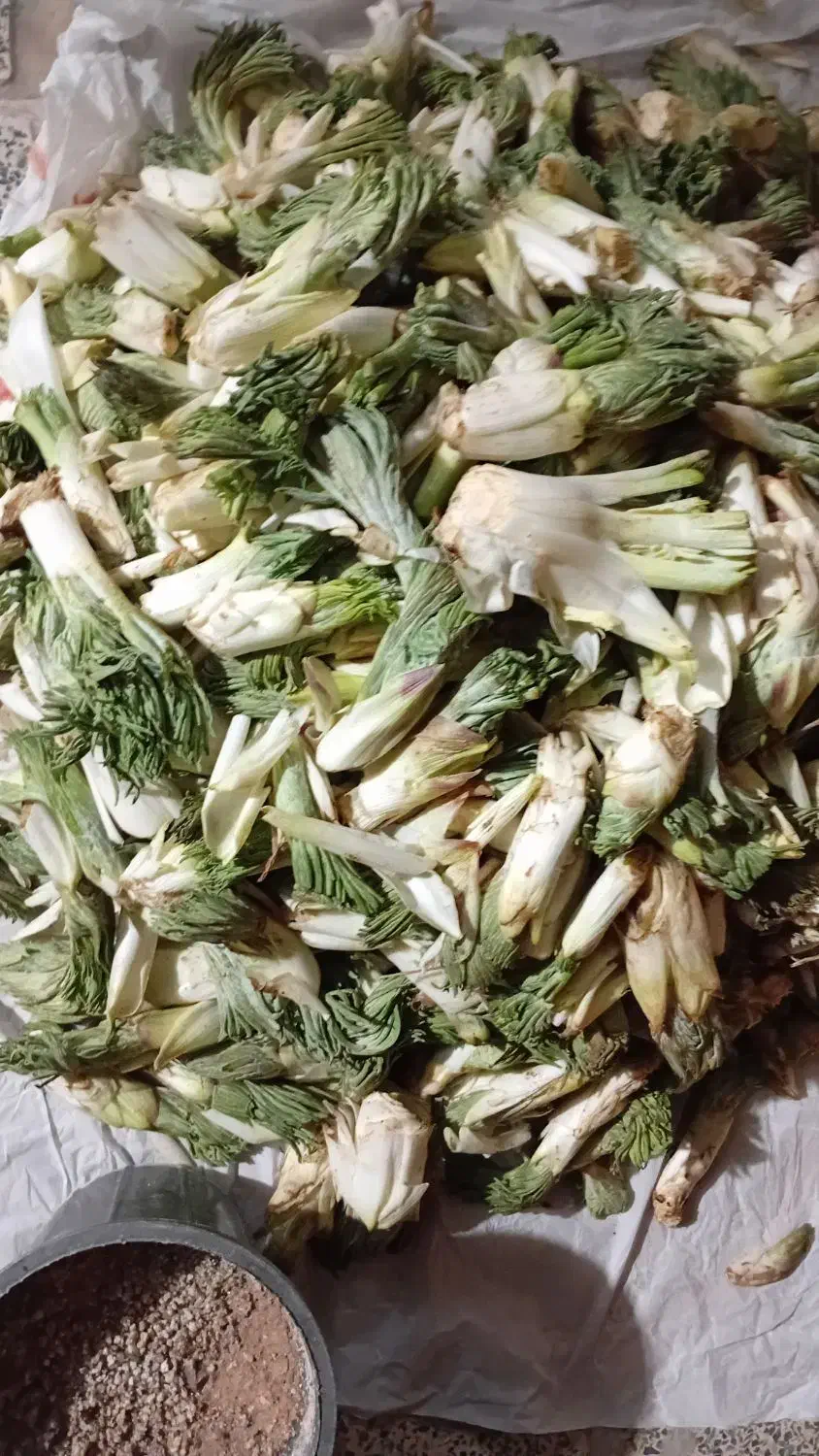 کما|خوردنی و آشامیدنی|دورود, |دیوار