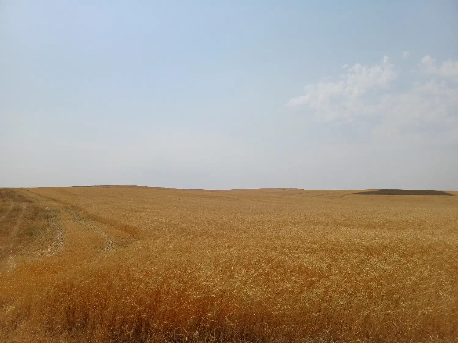 زمین ۱۲ هکتاری گندم دیم|فروش زمین و ملک کلنگی|حسین آباد, |دیوار